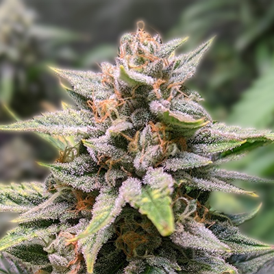 Discovering the World of Cannabis Seeds Missouri Discovering the World of Cannabis Seeds Missouri